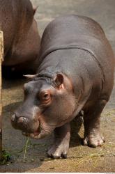 Hippo baby